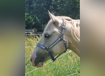American Quarter Horse, Wallach, 4 Jahre, 153 cm, Palomino