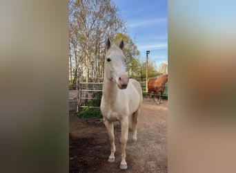 American Quarter Horse, Wallach, 4 Jahre, 153 cm, Palomino