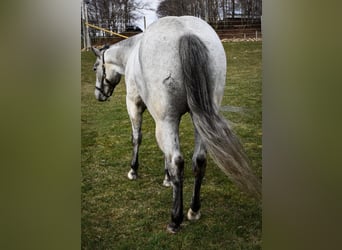 American Quarter Horse, Wallach, 4 Jahre, 155 cm, Apfelschimmel