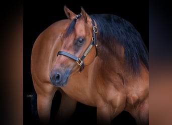 American Quarter Horse, Wallach, 4 Jahre, 155 cm, Brauner