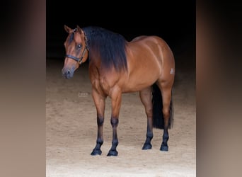 American Quarter Horse, Wallach, 4 Jahre, 155 cm, Brauner