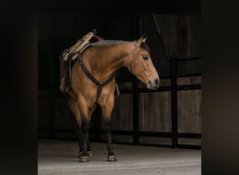 American Quarter Horse, Wallach, 4 Jahre, 155 cm, Buckskin