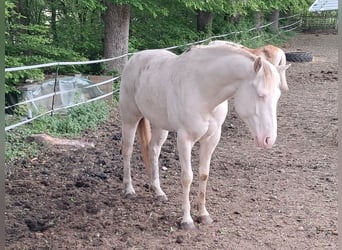 American Quarter Horse, Wallach, 4 Jahre, 155 cm, Cremello
