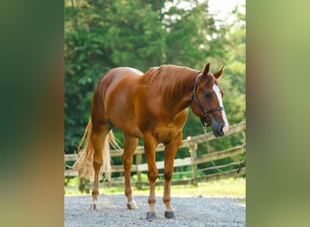American Quarter Horse, Wallach, 4 Jahre, 155 cm, Dunkelfuchs