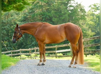 American Quarter Horse, Wallach, 4 Jahre, 155 cm, Dunkelfuchs