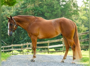 American Quarter Horse, Wallach, 4 Jahre, 155 cm, Dunkelfuchs