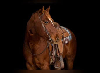 American Quarter Horse, Wallach, 4 Jahre, 155 cm, Dunkelfuchs