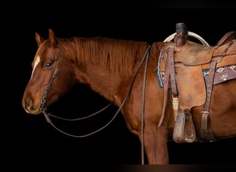American Quarter Horse, Wallach, 4 Jahre, 155 cm, Dunkelfuchs