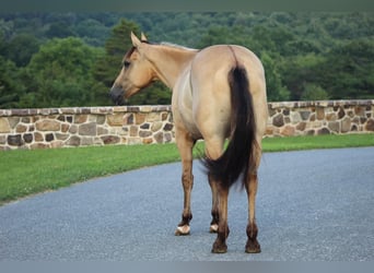 American Quarter Horse, Wallach, 4 Jahre, 155 cm, Falbe