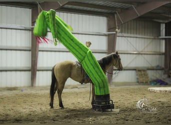 American Quarter Horse, Wallach, 4 Jahre, 155 cm, Falbe