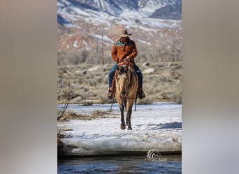 American Quarter Horse, Wallach, 4 Jahre, 155 cm, Falbe