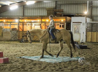 American Quarter Horse, Wallach, 4 Jahre, 155 cm, Falbe