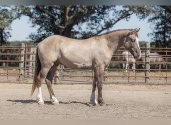 American Quarter Horse, Wallach, 4 Jahre, 155 cm, Grullo