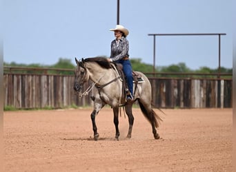 American Quarter Horse, Wallach, 4 Jahre, 155 cm, Grullo