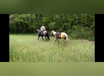 American Quarter Horse, Wallach, 4 Jahre, 155 cm, Grullo