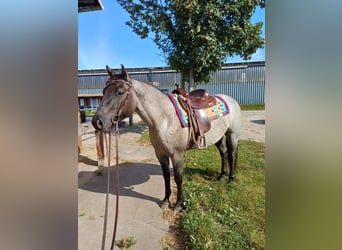 American Quarter Horse, Wallach, 4 Jahre, 155 cm, Grullo