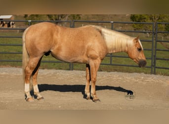 American Quarter Horse, Wallach, 4 Jahre, 155 cm, Palomino