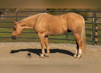 American Quarter Horse, Wallach, 4 Jahre, 155 cm, Palomino