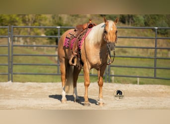 American Quarter Horse, Wallach, 4 Jahre, 155 cm, Palomino