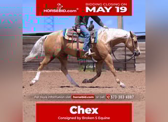 American Quarter Horse, Wallach, 4 Jahre, 155 cm, Palomino
