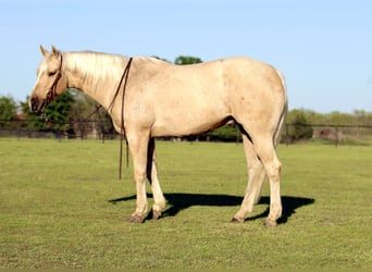 American Quarter Horse, Wallach, 4 Jahre, 155 cm, Palomino