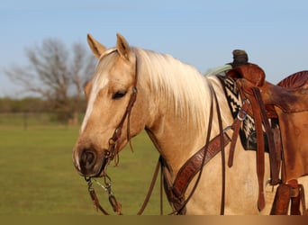 American Quarter Horse, Wallach, 4 Jahre, 155 cm, Palomino