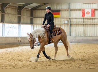 American Quarter Horse, Wallach, 4 Jahre, 155 cm, Palomino