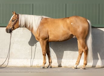 American Quarter Horse, Wallach, 4 Jahre, 155 cm, Palomino