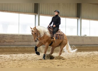 American Quarter Horse, Wallach, 4 Jahre, 155 cm, Palomino