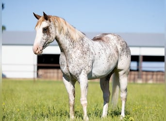 American Quarter Horse, Wallach, 4 Jahre, 155 cm