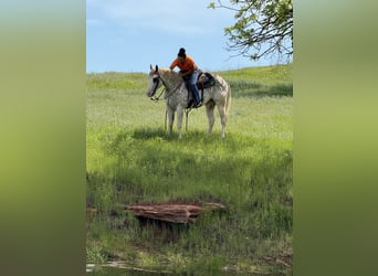 American Quarter Horse, Wallach, 4 Jahre, 155 cm