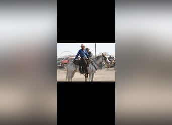 American Quarter Horse, Wallach, 4 Jahre, 155 cm