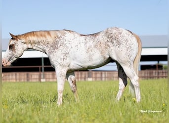 American Quarter Horse, Wallach, 4 Jahre, 155 cm