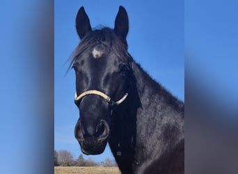 American Quarter Horse, Wallach, 4 Jahre, 155 cm, Rappe