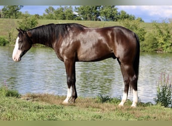 American Quarter Horse, Wallach, 4 Jahre, 155 cm, Rappe