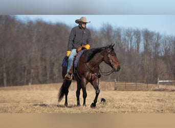 American Quarter Horse, Wallach, 4 Jahre, 155 cm, Roan-Bay