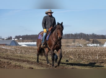 American Quarter Horse, Wallach, 4 Jahre, 155 cm, Roan-Bay