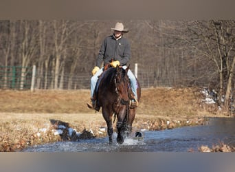 American Quarter Horse, Wallach, 4 Jahre, 155 cm, Roan-Bay