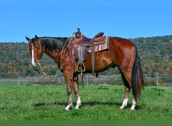 American Quarter Horse, Wallach, 4 Jahre, 155 cm, Roan-Bay