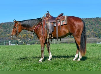 American Quarter Horse, Wallach, 4 Jahre, 155 cm, Roan-Bay