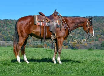 American Quarter Horse, Wallach, 4 Jahre, 155 cm, Roan-Bay