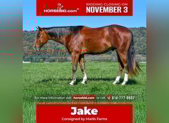 American Quarter Horse, Wallach, 4 Jahre, 155 cm, Roan-Bay