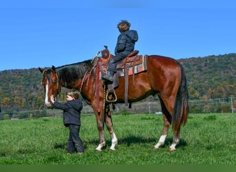 American Quarter Horse, Wallach, 4 Jahre, 155 cm, Roan-Bay