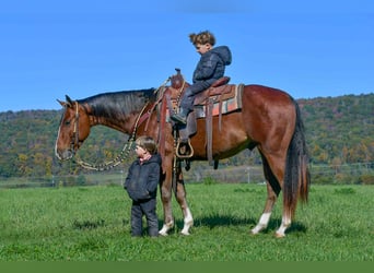 American Quarter Horse, Wallach, 4 Jahre, 155 cm, Roan-Bay