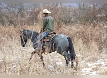 American Quarter Horse, Wallach, 4 Jahre, 155 cm, Roan-Blue