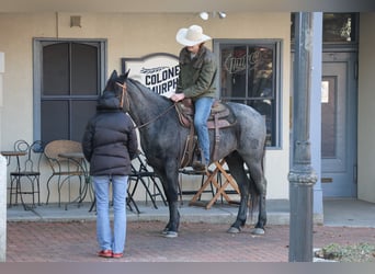 American Quarter Horse, Wallach, 4 Jahre, 155 cm, Roan-Blue