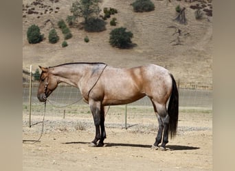 American Quarter Horse, Wallach, 4 Jahre, 155 cm, Roan-Blue