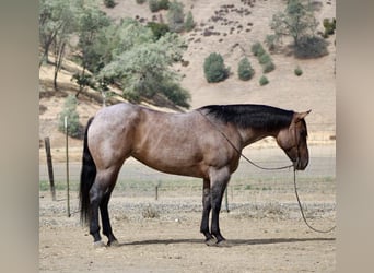 American Quarter Horse, Wallach, 4 Jahre, 155 cm, Roan-Blue