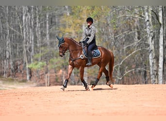 American Quarter Horse, Wallach, 4 Jahre, 155 cm, Roan-Red