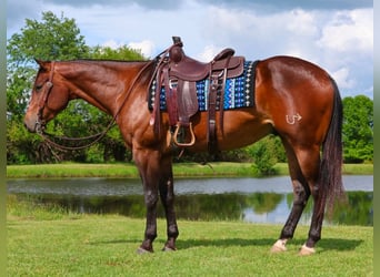 American Quarter Horse, Wallach, 4 Jahre, 155 cm, Rotbrauner